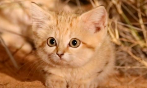 沙漠猫是不是很粘人