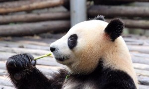 熊猫爱吃的食物