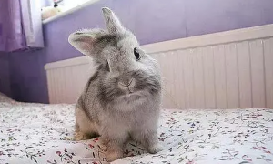 银貂兔是什么兔子 图片