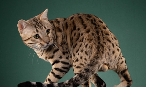 豹纹猫多少钱一只