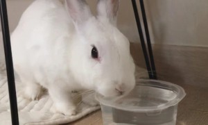 兔子喝水吗需要喂水吗