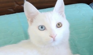 白色异瞳猫多少钱一只