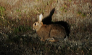 开车路上压死兔子是什么征兆