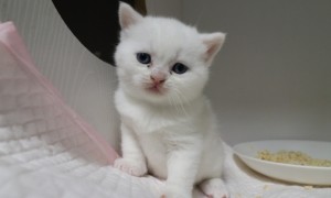 纯白英短猫多少钱一只 800元