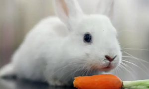 小白兔喜欢吃什么