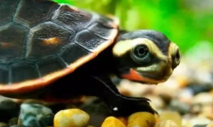 巴西侧颈龟可以水养吗
