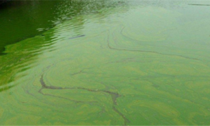 露天的鱼池怎样防绿藻