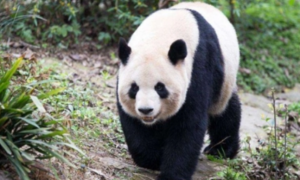 大熊猫的相关信息问题