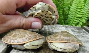 阿根廷侧颈龟幼龟怎么养