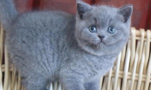 英短蓝猫多少钱一只