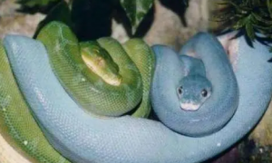 全身蓝色的蛇是什么蛇