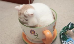 茶杯猫为什么这么小