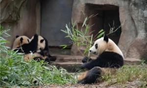 大熊猫的生活环境资料