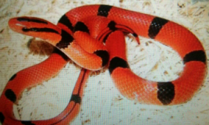 农村常见红色花纹的蛇