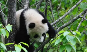 大熊猫的饮食特点有哪些