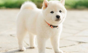 白色柴犬多少钱一只