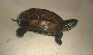 草龟能长多大