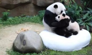 被送回的暖暖熊猫在哪里