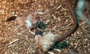 跳兔是国家保护动物吗