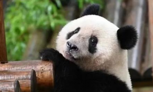 可以申请养一个熊猫吗