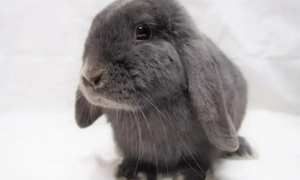 灰色兔子是什么品种