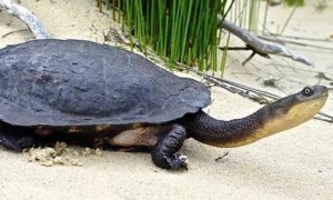 澳洲长颈龟与长颈龟区别