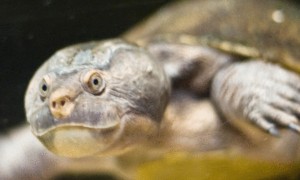 古氏长颈龟寿命
