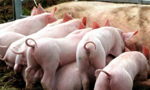 母猪的饲养与管理技术