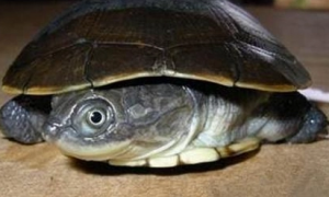 沼泽侧颈龟和西非侧颈龟哪个好养