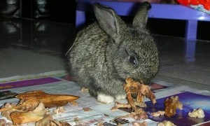 兔子吃肉吗