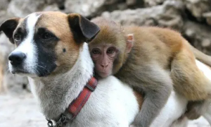 猴子为什么不怕狗