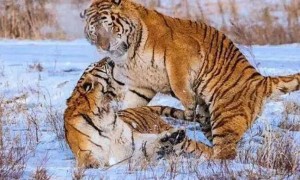 老虎长大后认识母虎吗