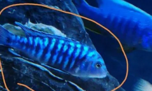 一个蓝斑马害死一缸鱼