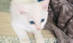 蓝眼睛的猫有哪些品种图片