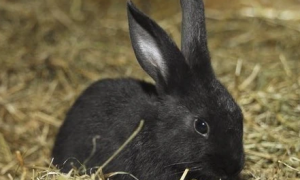 黑兔能长多少斤