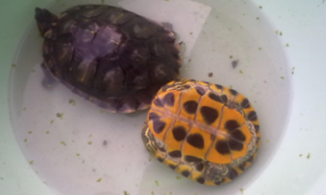 珍珠龟是深水龟还是浅水龟