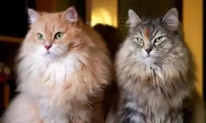 怎么区分缅因猫和挪威森林猫