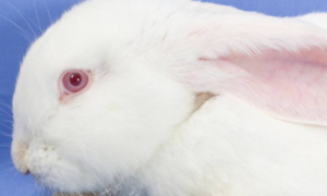 兔子眼睛有几种颜色