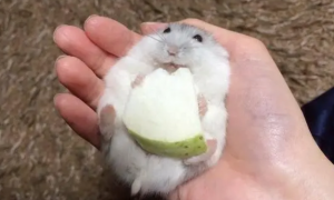 仓鼠不能吃什么水果