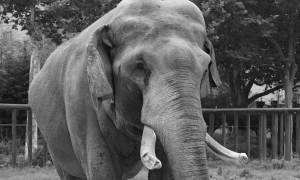 郑州动物园断鼻子大象死了