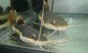 金丝猫鱼是什么品种
