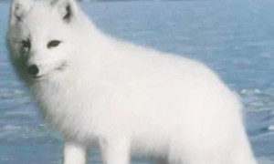 北极狐和沙漠狐的图片特征