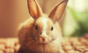 怎么辨认公兔子和母兔子