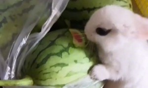 兔子可以吃西瓜皮吗