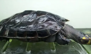 肯尼亚侧颈龟能长多大