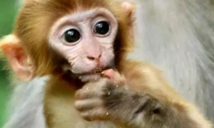 人和猴子能产下后代吗