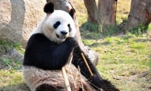 熊猫的食物有哪些