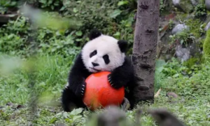 大熊猫能被多少人认养呢