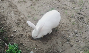 兔子刨地代表什么