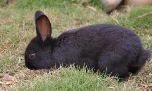 中华黑兔是肉兔吗